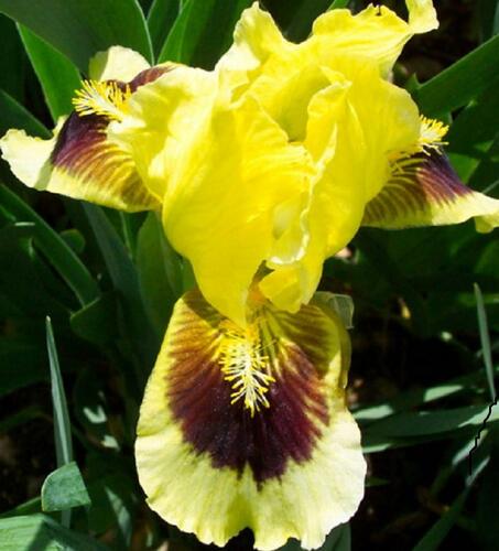 Kosatec nízký 'Ritz' - Iris barbata-nana 'Ritz'