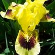 Kosatec nízký 'Ritz' - Iris barbata-nana 'Ritz'