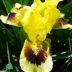 Kosatec nízký 'Ritz' - Iris barbata-nana 'Ritz'