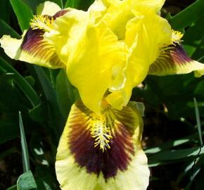 Kosatec nízký 'Ritz' - Iris barbata-nana 'Ritz'