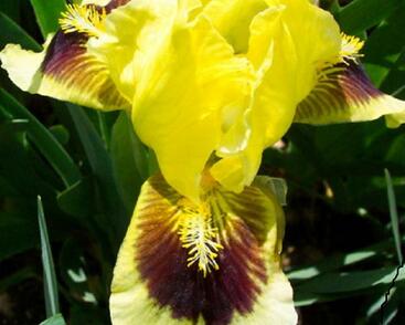 Kosatec nízký 'Ritz'