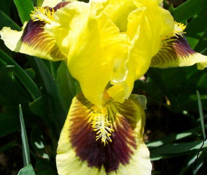 Kosatec nízký 'Ritz' - Iris barbata-nana 'Ritz'