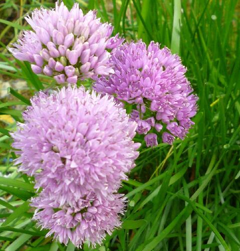 Česnek chlumní horský - Allium senescens ssp. montanum (lusitanicum)