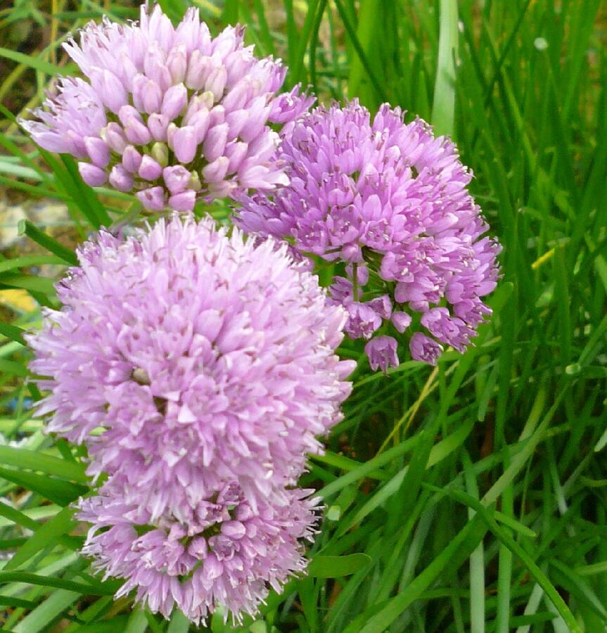 Česnek chlumní horský - Allium senescens ssp. montanum (lusitanicum)