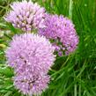 Česnek chlumní horský - Allium senescens ssp. montanum