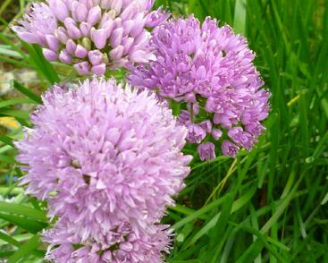 Česnek chlumní horský