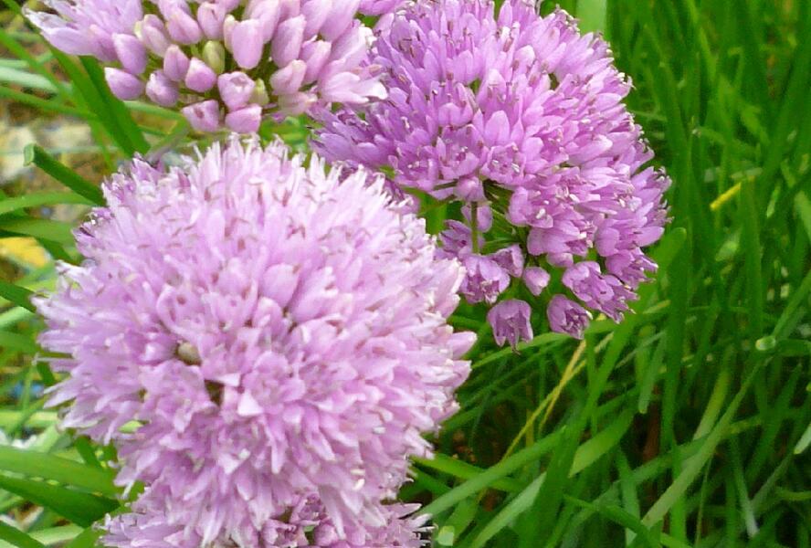 Česnek chlumní horský - Allium senescens ssp. montanum (lusitanicum)