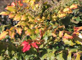 Mahonie Bealova - Mahonia bealei