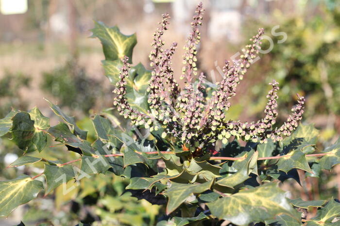 Mahonie Bealova - Mahonia bealei