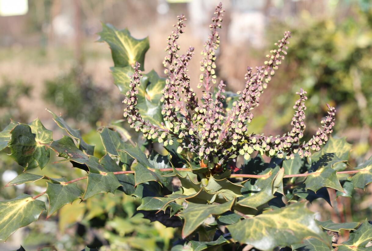 Mahonie Bealova - Mahonia bealei