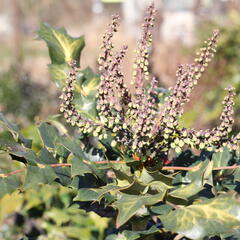 Mahonie Bealova - Mahonia bealei