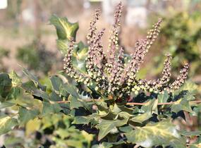 Mahonie Bealova - Mahonia bealei