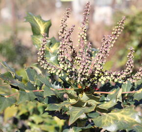 Mahonie Bealova - Mahonia bealei