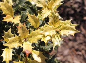 Vonokvětka různolistá 'Goshiki' - Osmanthus heterophyllus 'Goshiki'