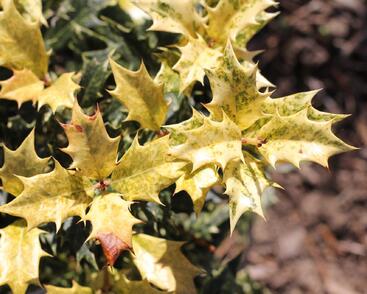 Vonokvětka různolistá 'Goshiki'