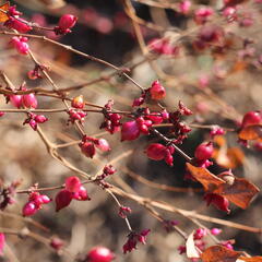 Pámelník červený - Symphoricarpos orbiculatus