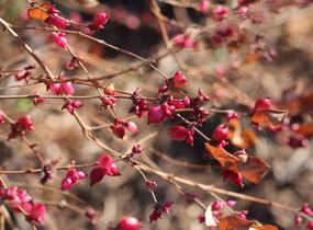 Pámelník červený - Symphoricarpos orbiculatus