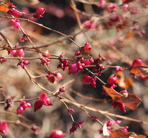 Pámelník červený - Symphoricarpos orbiculatus