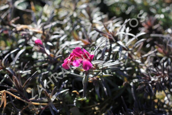 Plamenka šídlovitá 'Spring Scarlet' - Phlox subulata 'Spring Scarlet'