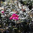 Plamenka šídlovitá 'Spring Scarlet' - Phlox subulata 'Spring Scarlet'