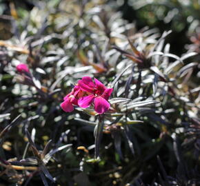 Plamenka šídlovitá 'Spring Scarlet' - Phlox subulata 'Spring Scarlet'