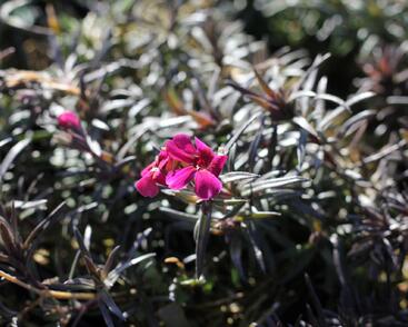 Plamenka šídlovitá 'Spring Scarlet'
