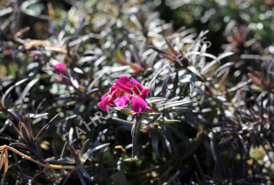 Plamenka šídlovitá 'Spring Scarlet' - Phlox subulata 'Spring Scarlet'
