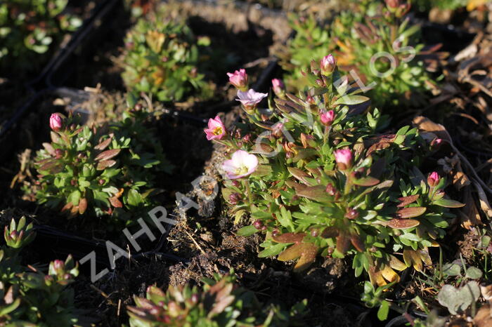 Lomikámen arendsův 'Alpino Early White' - Saxifraga x arendsii 'Alpino Early White'