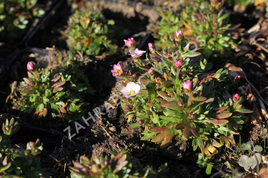 Lomikámen arendsův 'Alpino Early White' - Saxifraga x arendsii 'Alpino Early White'