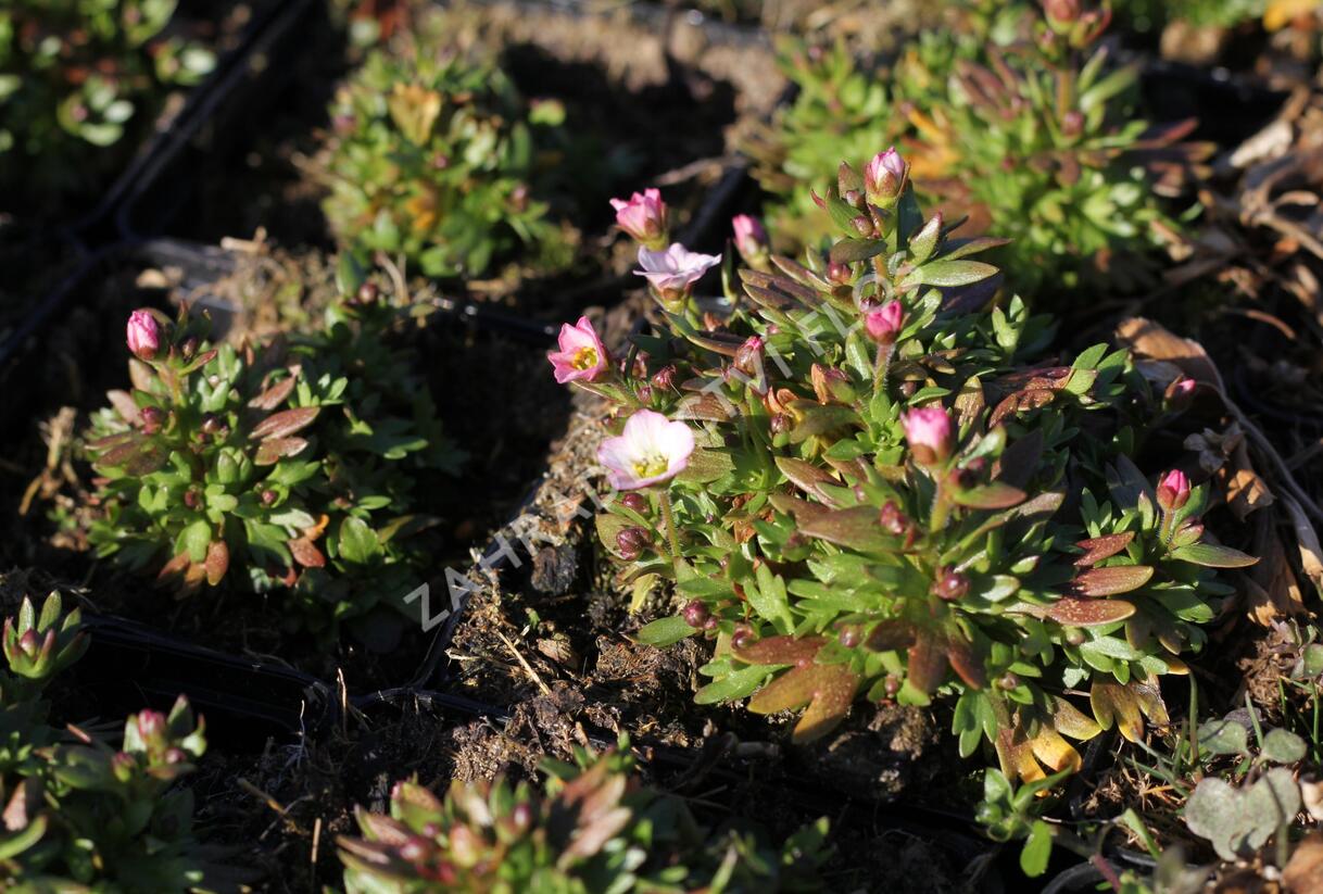 Lomikámen arendsův 'Alpino Early White' - Saxifraga x arendsii 'Alpino Early White'