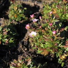 Lomikámen arendsův 'Alpino Early White' - Saxifraga x arendsii 'Alpino Early White'