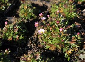 Lomikámen arendsův 'Alpino Early White' - Saxifraga x arendsii 'Alpino Early White'