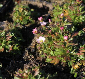 Lomikámen arendsův 'Alpino Early White' - Saxifraga x arendsii 'Alpino Early White'