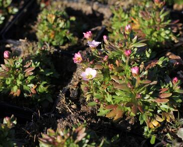 Lomikámen arendsův 'Alpino Early White'