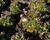 Lomikámen arendsův 'Alpino Early White'