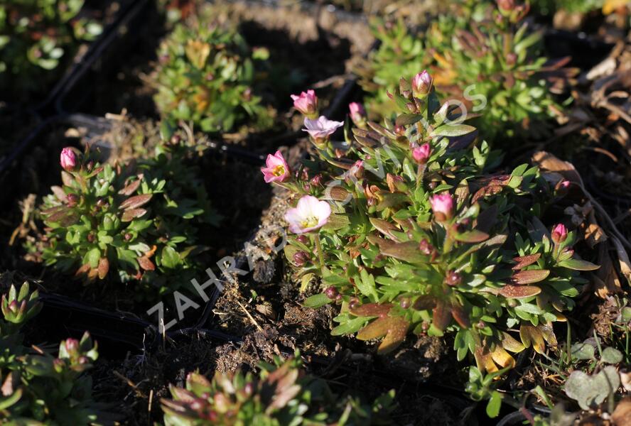 Lomikámen arendsův 'Alpino Early White' - Saxifraga x arendsii 'Alpino Early White'