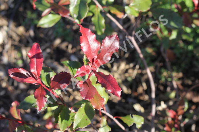 Blýskavka Fraserova 'Corallina' - Photinia fraseri 'Corallina'