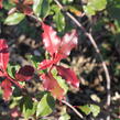 Blýskavka Fraserova 'Corallina' - Photinia fraseri 'Corallina'