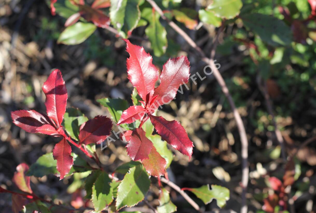 Blýskavka Fraserova 'Corallina' - Photinia fraseri 'Corallina'