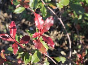 Blýskavka Fraserova 'Corallina' - Photinia fraseri 'Corallina'