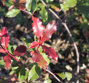 Blýskavka Fraserova 'Corallina' - Photinia fraseri 'Corallina'