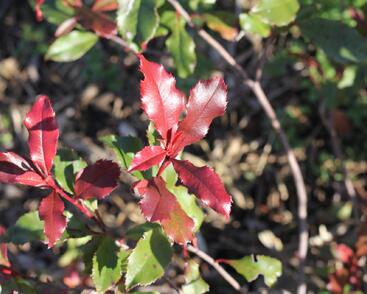 Blýskavka Fraserova 'Corallina'