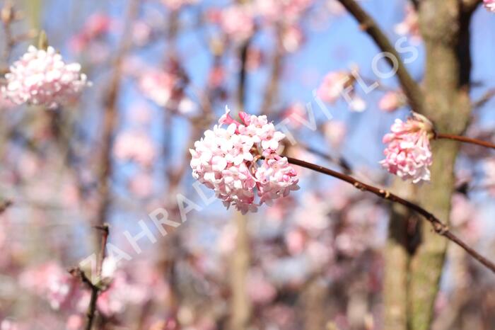 Kalina bodnanská 'Dawn' - Viburnum bodnantense 'Dawn'