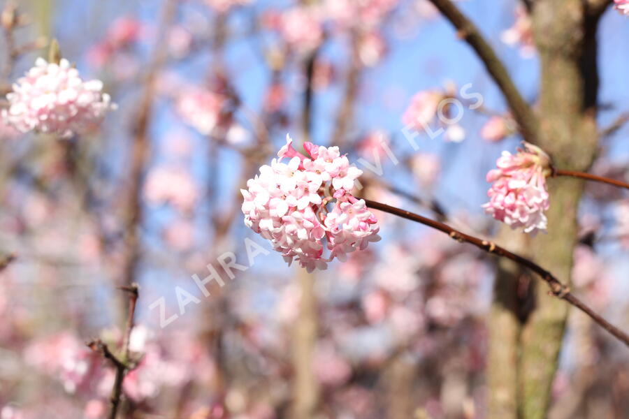 Kalina bodnanská 'Dawn' - Viburnum bodnantense 'Dawn'