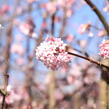 Kalina bodnanská 'Dawn' - Viburnum bodnantense 'Dawn'