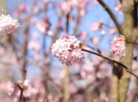 Kalina bodnanská 'Dawn' - Viburnum bodnantense 'Dawn'