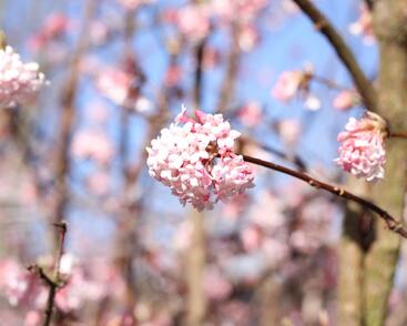 Kalina bodnanská 'Dawn'