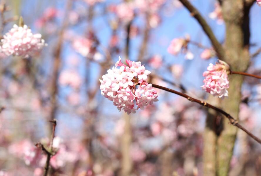 Kalina bodnanská 'Dawn' - Viburnum bodnantense 'Dawn'