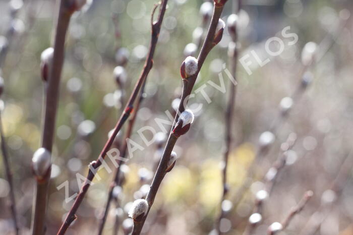 Vrba ušatá - Salix aurita