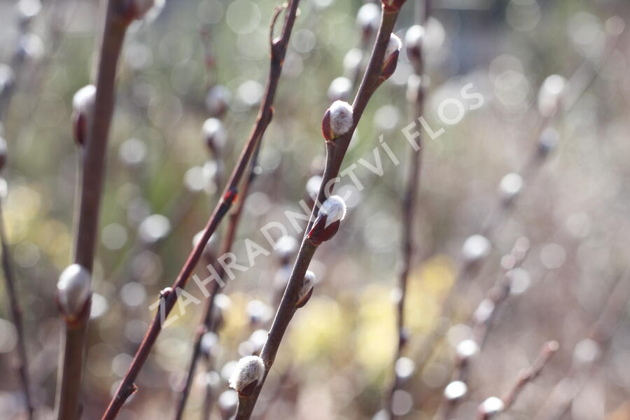 Vrba ušatá - Salix aurita